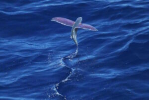 Flying Fish